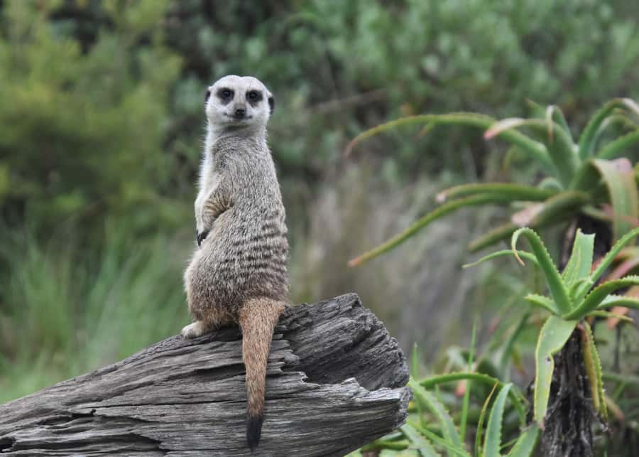 Plettenberg Bay: Wild Cat and Wildlife Guided Tour - Should you book the Plettenberg Bay Wild Cat and Wildlife Guided Tour?