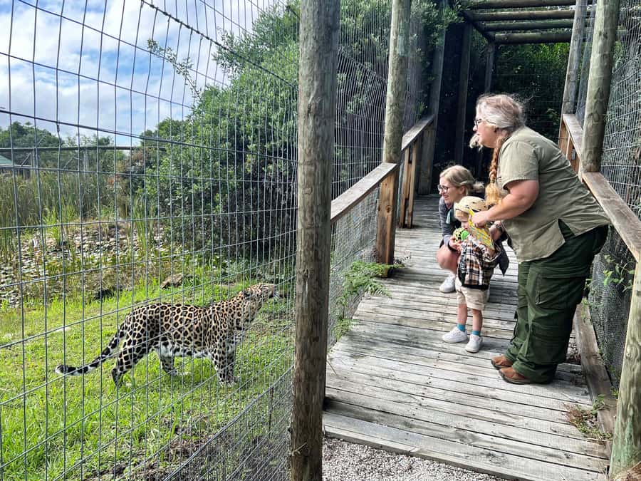 Plettenberg Bay: Wild Cat and Wildlife Guided Tour - One hour on foot: what the guided walk feels like in real life