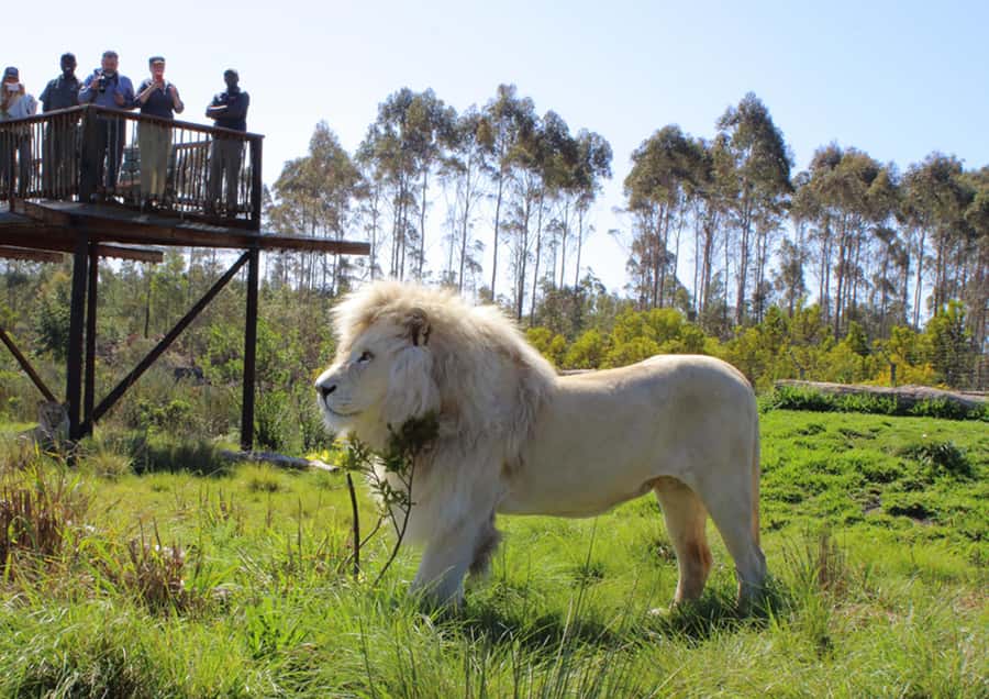 Plettenberg Bay: Wild Cat and Wildlife Guided Tour - White lion viewing: where the photos usually happen