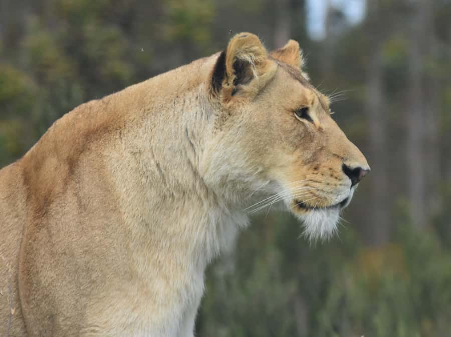 Plettenberg Bay: Wild Cat and Wildlife Guided Tour - Conservation education at Tenikwa: what rehabilitation really means when you hear the facts