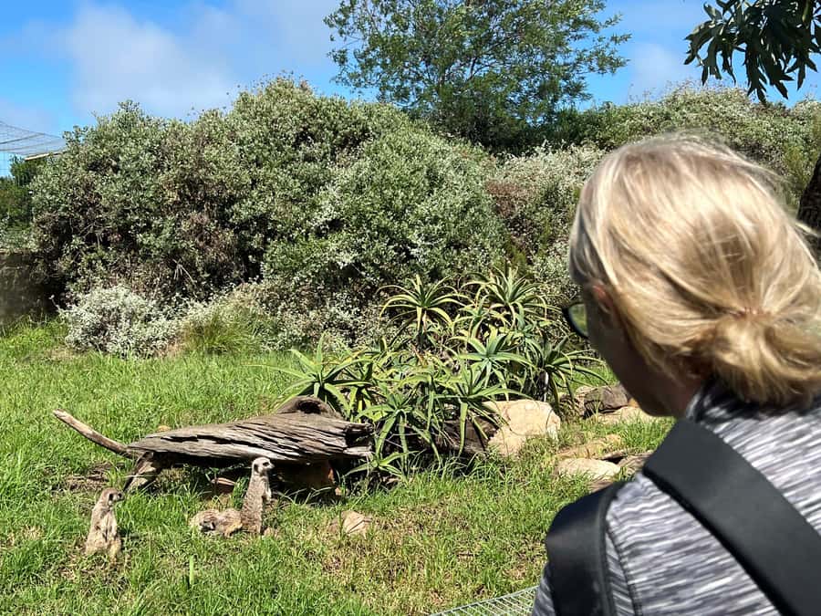 Plettenberg Bay: Wild Cat and Wildlife Guided Tour - Beyond the cats: Blue Crane, meerkats, marabou storks, and small wildlife moments