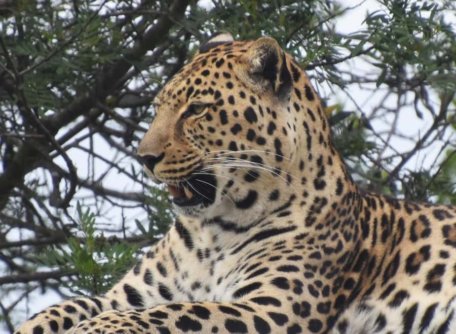 Plettenberg Bay: Wild Cat and Wildlife Guided Tour - Shopping and a food break: how the extra time works without overpromising