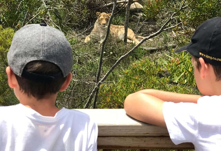 Plettenberg Bay: Wild Cat and Wildlife Guided Tour - Price and value: $27 for one hour of cat viewing plus conservation education