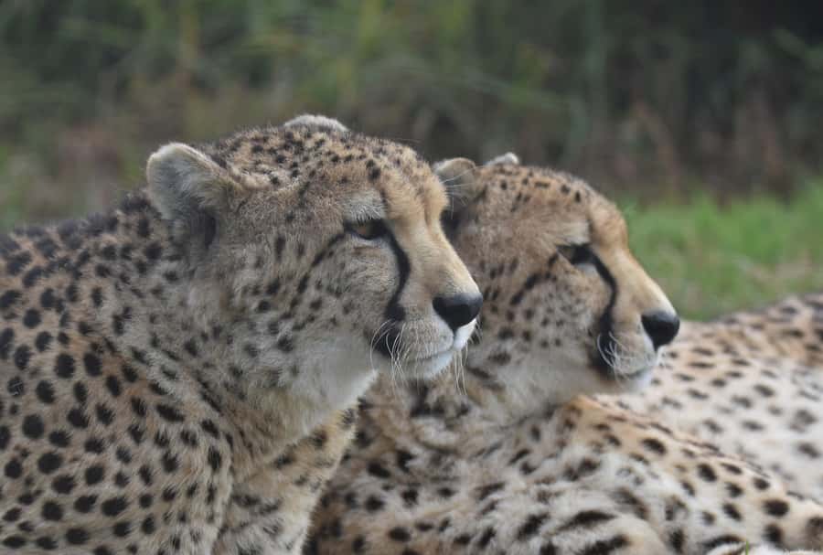 Plettenberg Bay: Wild Cat and Wildlife Guided Tour - Who should book this Tenikwa wild cat tour, and who might not love it