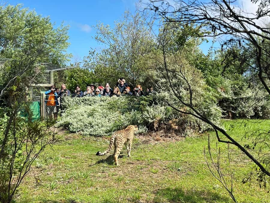 Plettenberg Bay: Wild Cat and Wildlife Guided Tour - Lions, leopards, cheetahs, servals, caracals: the core cat lineup you can actually spot
