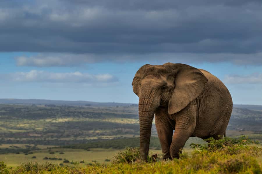 Port Elizabeth: 2-Day Addo Elephant Park Safari - Addo in 2 Days: Why Malaria-Free Big Five Chances Feel More Relaxed