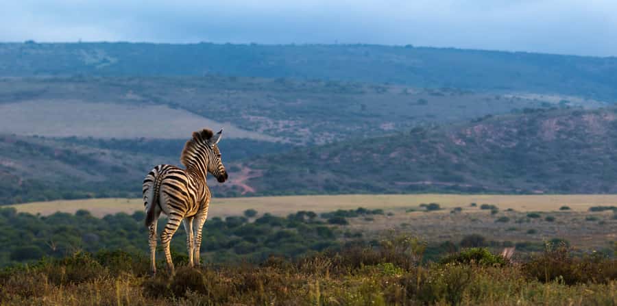 Port Elizabeth: 2-Day Addo Elephant Park Safari - The Elephant Story, 1931 to Today: What It Means When You’re Standing There
