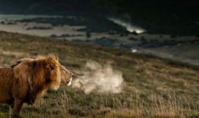 2-Day Addo Elephant Park Safari