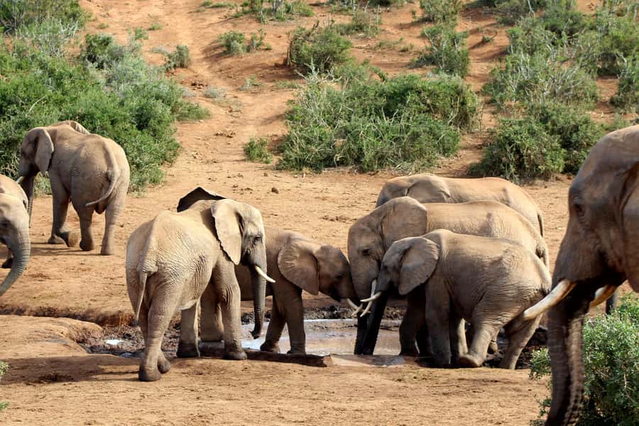 Port Elizabeth: 2-Day Addo Elephant Park Safari - Sundays River Cruise and Alexandria Dune Field: The Day That Breaks Up the Driving