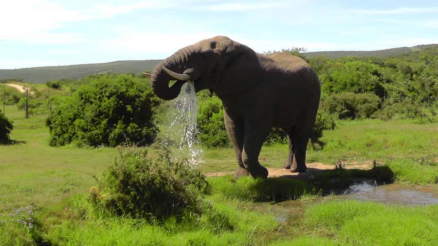 Port Elizabeth:2-Day Schotia Safaris & Addo Wildlife Reserve - Sunset Safari in Addo Wildlife Private Reserve: Best Hours, Big Energy