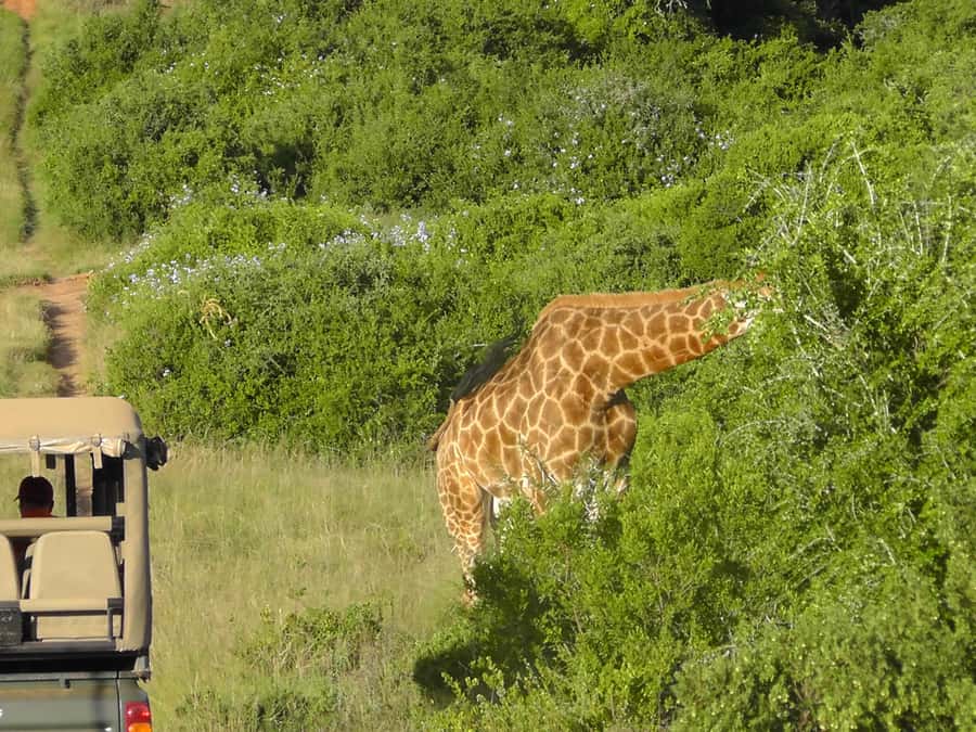 Port Elizabeth:2-Day Schotia Safaris & Addo Wildlife Reserve - Bellevue Forest Reserve Walk: A Break From Driving, With Real Species Clues