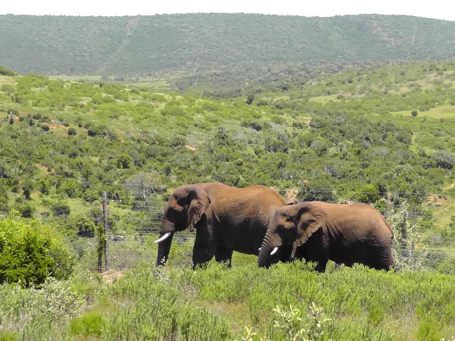 Port Elizabeth:2-Day Schotia Safaris & Addo Wildlife Reserve - Schotia Safaris Private Reserve: Full-Day Game Drive and Big Five Chances
