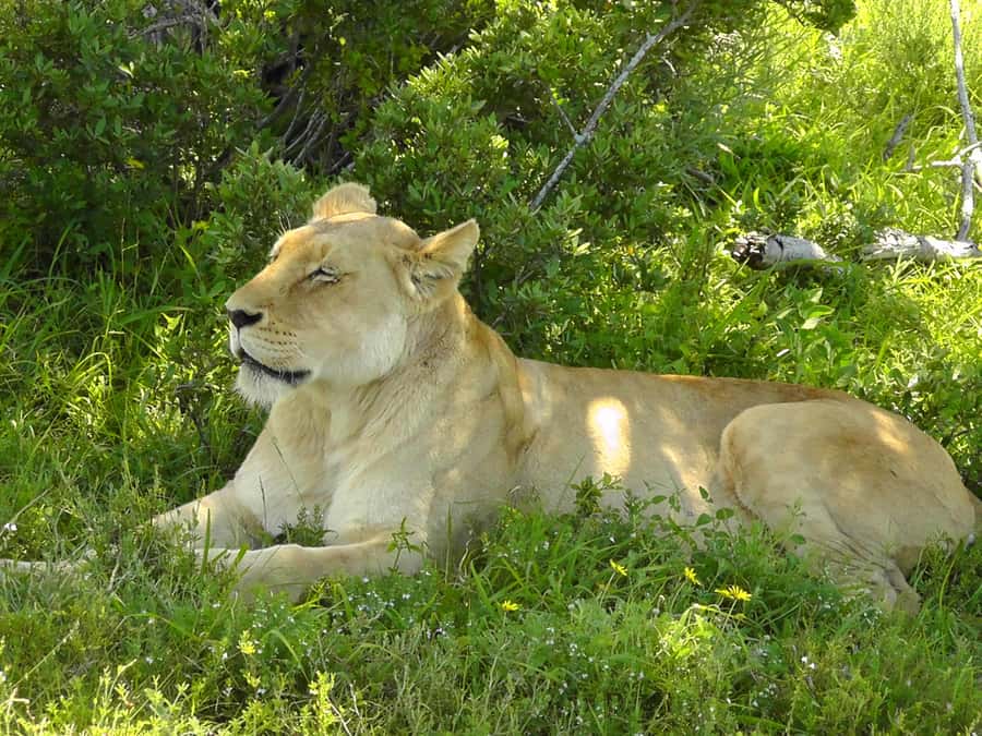 Port Elizabeth:2-Day Schotia Safaris & Addo Wildlife Reserve - The Open-Sided 4x4 Reality: Photo Tips and Comfort Without Overbuying