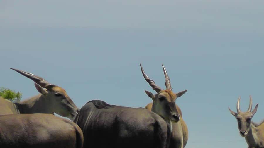 Port Elizabeth:2-Day Schotia Safaris & Addo Wildlife Reserve - Timing and Transfers: A Real-World Heads Up