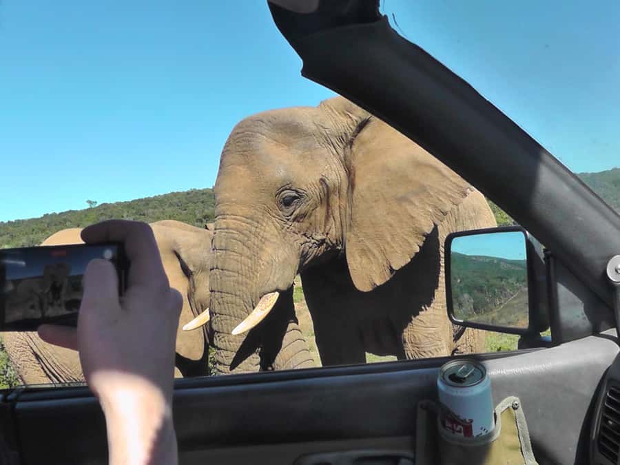 Port Elizabeth:2-Day Schotia Safaris & Addo Wildlife Reserve - Addo Area Pickup, Check-In, and Getting Ready for Wildlife Time