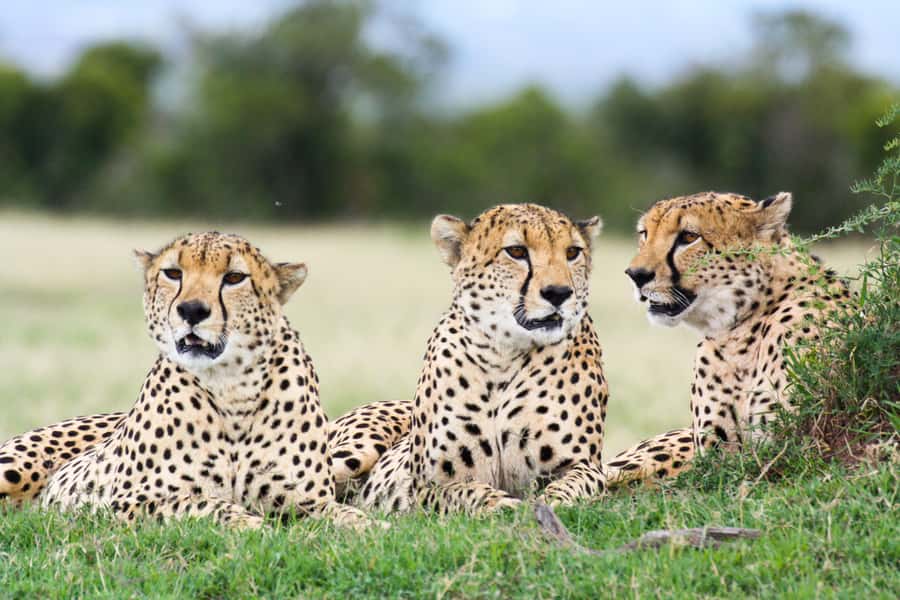 Port Elizabeth: 4x4 Wildlife Safari & City Sightseeing Tour - Wezandla African Craft Market: souvenirs that feel local, not random