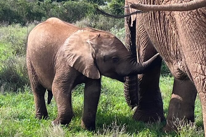 Port Elizabeth Addo Elephant National Park All Inclusive Safari - Key highlights you will actually feel during the day