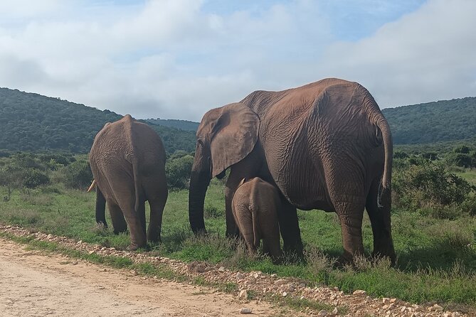 Port Elizabeth Addo Elephant National Park All Inclusive Safari - 8:30 am Start: Getting to Addo and what the small group feels like