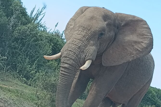 Port Elizabeth Addo Elephant National Park All Inclusive Safari - North Section drive: second half energy and more chances