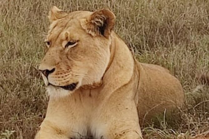 Port Elizabeth Addo Elephant National Park All Inclusive Safari - What makes it feel truly all-inclusive (and what it saves you)