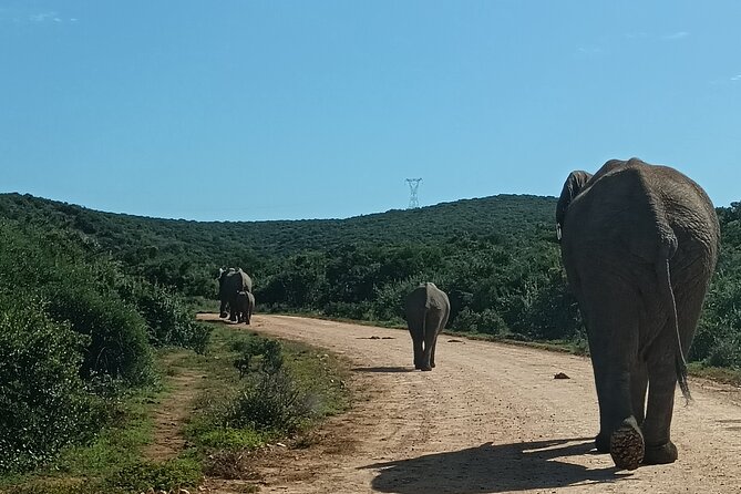 Port Elizabeth Addo Elephant National Park All Inclusive Safari - Who this safari suits best