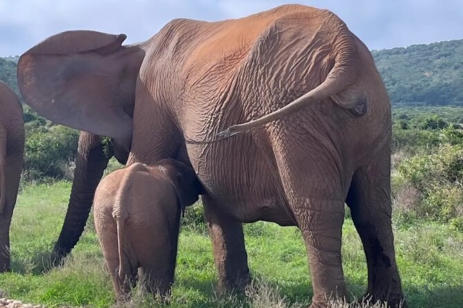 Port Elizabeth Addo Elephant National Park All Inclusive Safari - South Section Game Drive: where you start spotting big animals