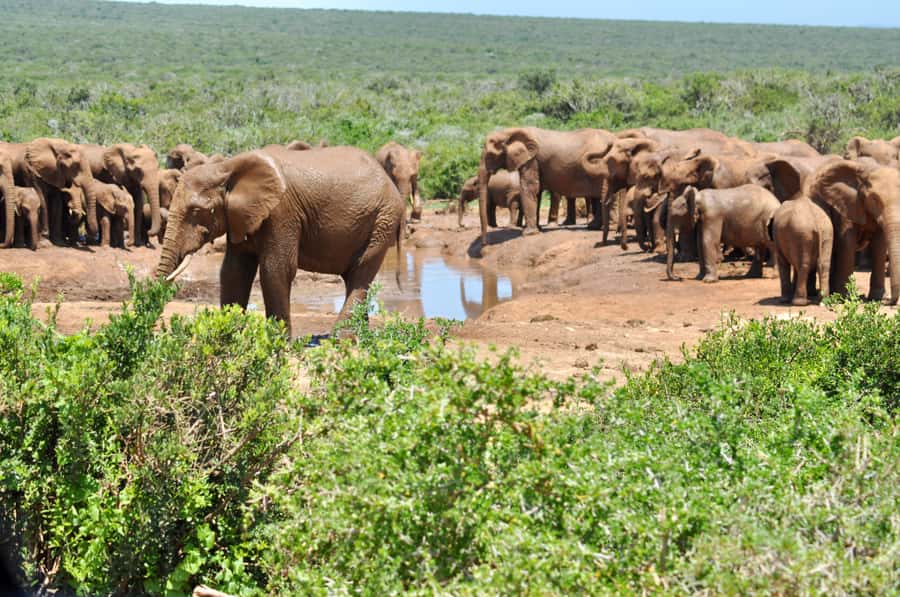 Port Elizabeth: Addo Elephant Park All-Inclusive Day Safari - Key things that make this Addo day safari worth your time