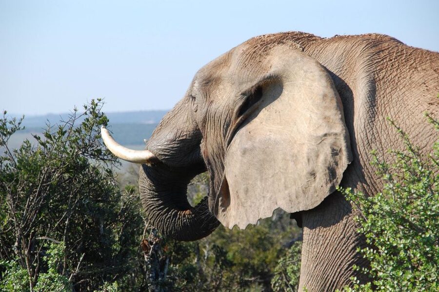 Port Elizabeth: Addo Elephant Park All-Inclusive Day Safari - What you should bring and what you should skip