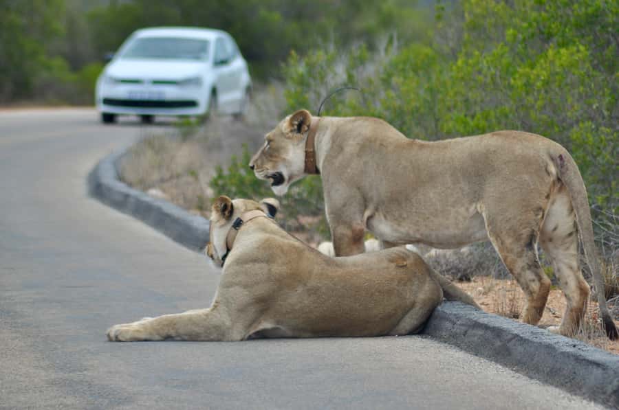 Port Elizabeth: Addo Elephant Park All-Inclusive Day Safari - Addo Elephant National Park in one guided day