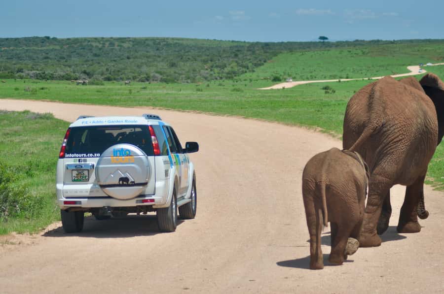 Port Elizabeth: Addo Elephant Park All-Inclusive Day Safari - Lookout points and photo stops that make the day feel complete