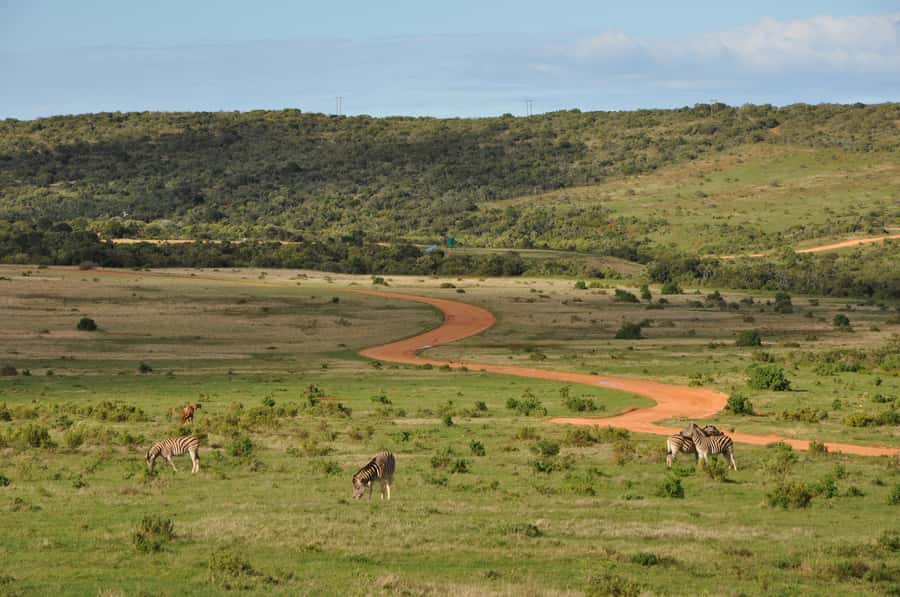 Port Elizabeth: Addo Elephant Park All-Inclusive Day Safari - The lunch break in the park, plus curio browsing time