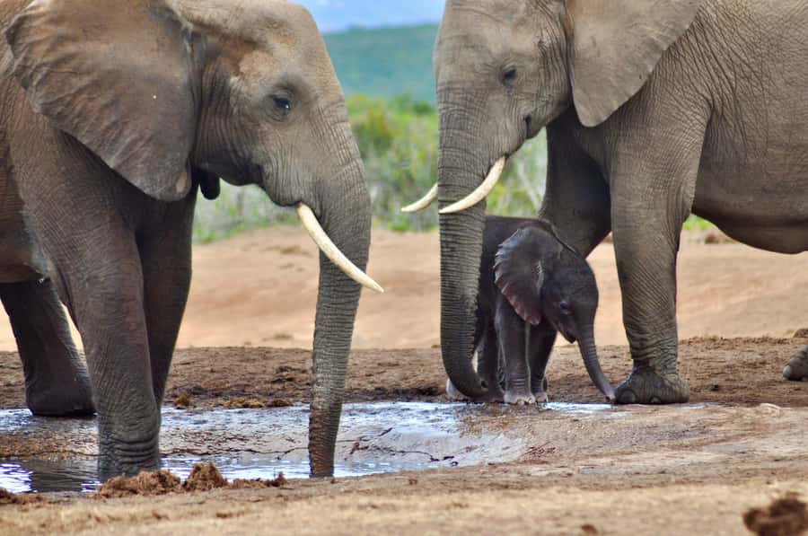 Port Elizabeth: Addo Elephant Park All-Inclusive Day Safari - Afternoon game drive: where lions and rhinos fit into the wildlife rhythm