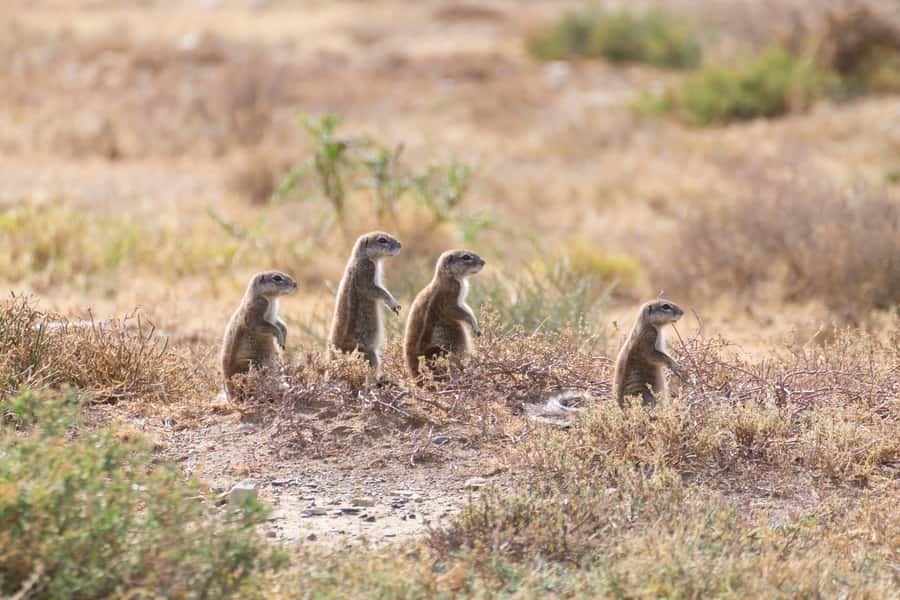 Port Elizabeth: Addo Elephant Park All-Inclusive Day Safari - Guide quality is the real multiplier here
