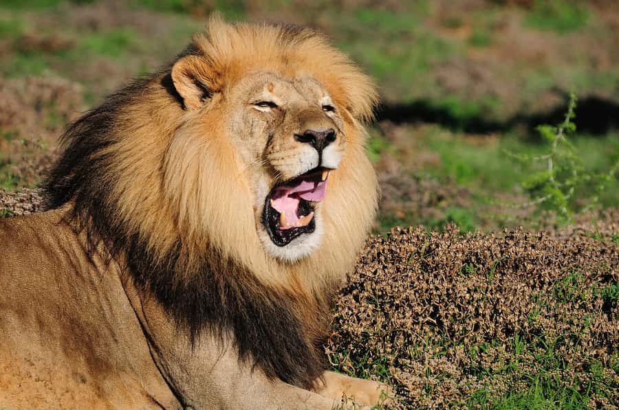 Port Elizabeth: Addo Elephant Park All-Inclusive Day Safari - Comfort vs open-vehicle expectations (and how to get the best viewing)