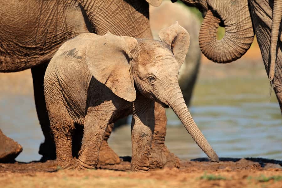 Port Elizabeth: Addo Elephant Park All-Inclusive Day Safari - How Port Elizabeth pickup and the 35-minute drive shape your safari