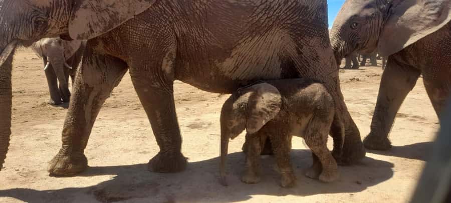 Port Elizabeth: Addo Elephant Park Shore Excursion & Safari - Key things I’d actually focus on before you book