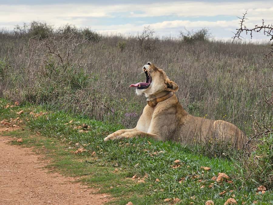 Port Elizabeth: Addo Elephant Park Shore Excursion & Safari - Should you book this Port Elizabeth to Addo safari?