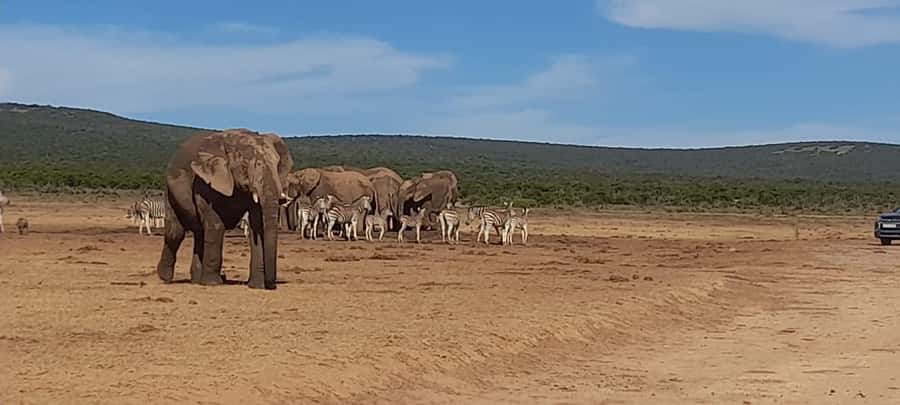 Port Elizabeth: Addo Elephant Park Shore Excursion & Safari - Inside Addo: what the guided drives are really for