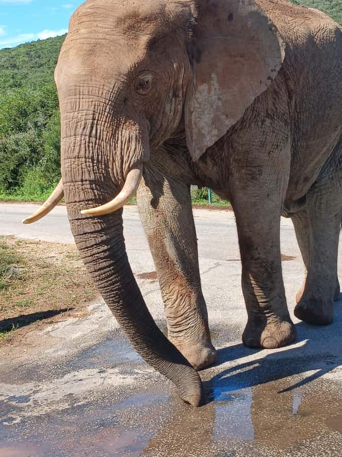 Port Elizabeth: Addo Elephant Park Shore Excursion & Safari - Price and value: what you’re paying for at $159 per person