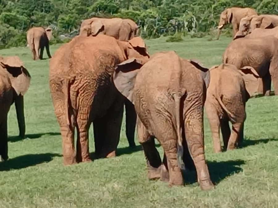 Port Elizabeth: Addo Elephant Park Shore Excursion & Safari - Who should book this Addo Elephant Park shore excursion?