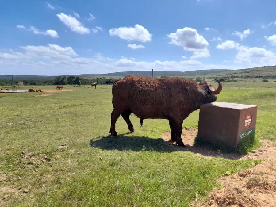 Port Elizabeth: Addo Elephant Park Shore Excursion & Safari - The day’s timing: how the 8 hours are split up on the ground