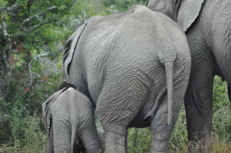 Port Elizabeth: Addo Elephant Park Shore Excursion with BBQ - BBQ plus Big Five aims: how the day balances comfort and wild ambition