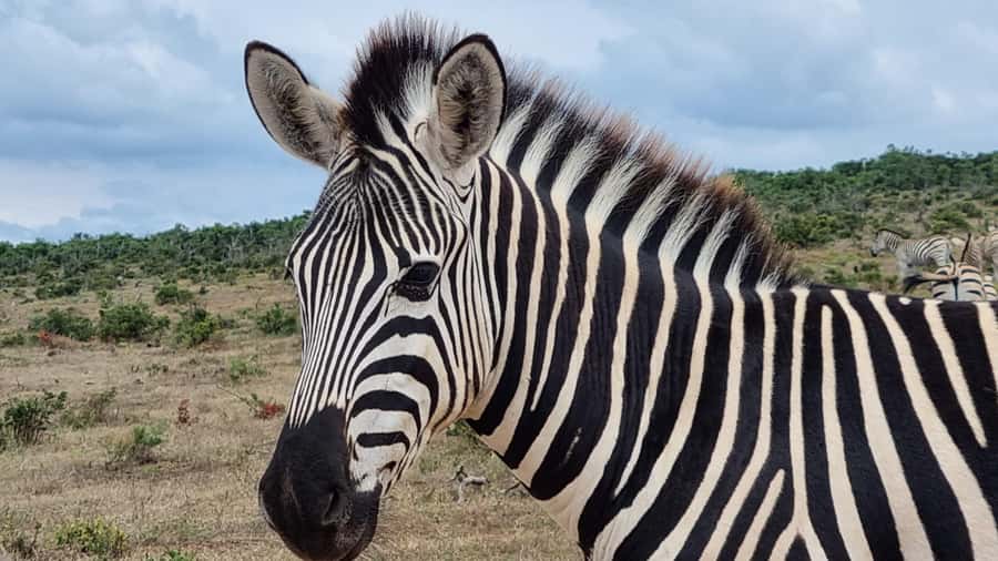 Port Elizabeth: Addo Park Safari with Giraffe Walk and Lunch - Key things that make this day trip work