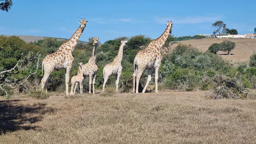 Port Elizabeth: Addo Park Safari with Giraffe Walk and Lunch - Why this Addo safari plus giraffe walk combo is a smart use of your day