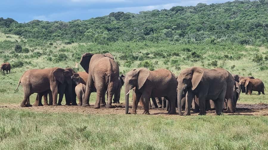 Port Elizabeth: Addo Park Safari with Giraffe Walk and Lunch - The braai or restaurant lunch: why the midday break matters