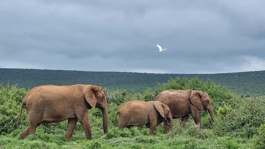 Port Elizabeth: Addo Park Safari with Giraffe Walk and Lunch - What to pack and what rules to follow for the best day out
