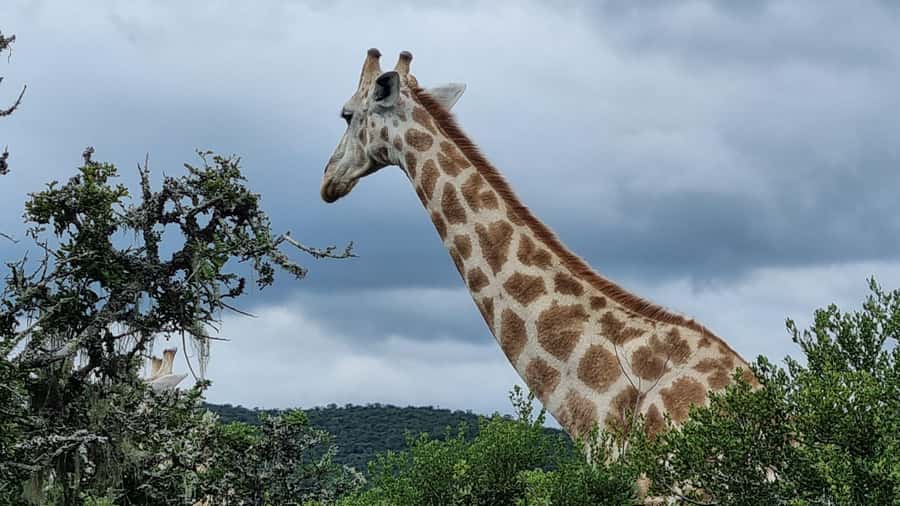 Port Elizabeth: Addo Park Safari with Giraffe Walk and Lunch - Who this trip fits best, and who should reconsider