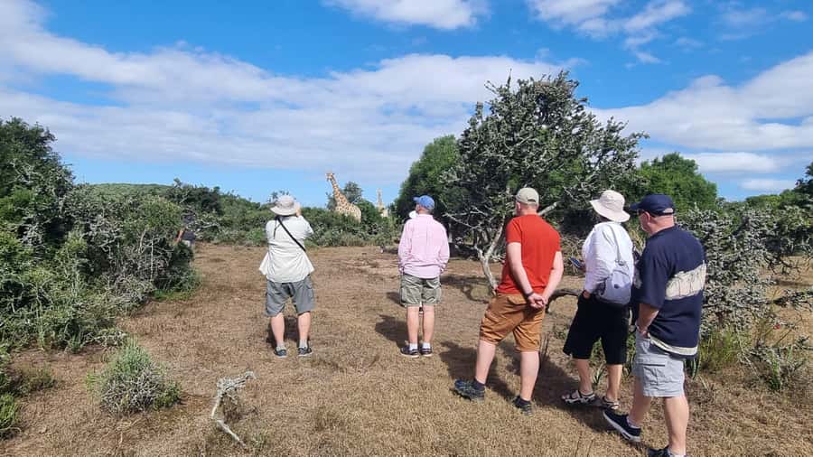 Port Elizabeth: Addo Park Safari with Giraffe Walk and Lunch - Morning safari at Addo Elephant National Park: what to expect and what to look for