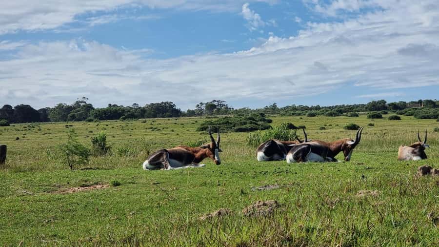 Port Elizabeth: Kragga Kamma Game Park Guided Tour - Kragga Kamma Game Park: A Small Reserve With Big-5 Cred