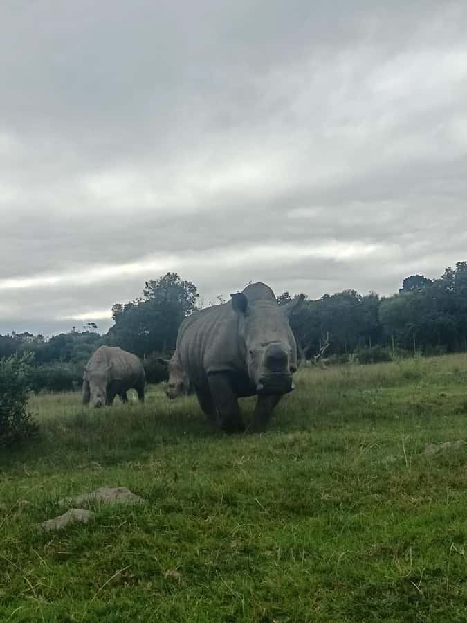 Port Elizabeth: Kragga Kamma Game Park Guided Tour - Getting There: Port Elizabeth Pickup and the Ride Out